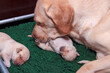 The little blonde Labrador puppy is being licked clean by its mother.