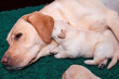 The blonde Labrador mother is lying in the whelping box, with a puppy snuggled up to her, its head tucked under her ear.