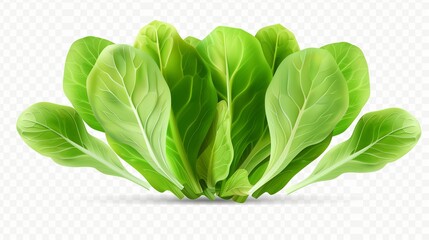 fresh lettuce cutout isolated on transparent (PNG) background