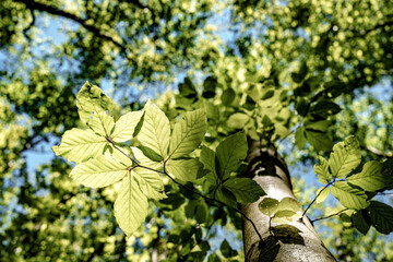 Wall Mural - a view up into the trees direction sky - sustainability picture - stock photo - sunstar