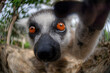 A portrait of a Lemur taking self photo