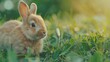 A rabbit sits in grass