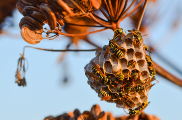  Delving into the Fascinating World of Wasp Nests. Explore the various types of wasp nests and their unique features.Delve into the intricate structures and construction methods of the