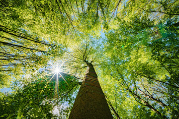 Wall Mural - a view up into the trees direction sky - sustainability picture - stock photo - sunstar