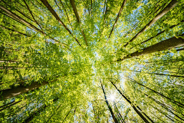 Wall Mural - a view up into the trees direction sky - sustainability picture - stock photo - sunstar