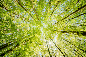 Wall Mural - a view up into the trees direction sky - sustainability picture - stock photo - sunstar