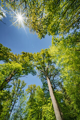 Wall Mural - a view up into the trees direction sky - sustainability picture - stock photo - sunstar