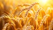 Sunny wheat field close-up