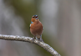 Wall Mural -  beautiful bright bird, a male finch sits on a tree branch in a spring sunny garden and sings loudly