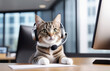 Smart Cat wear headset calling  talk by webcam in online chat. Customer support service.