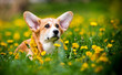 cute puppy in a clearing with dandelions