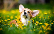 cute puppy looking up with dandelions