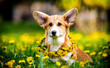 cute puppy looking with dandelions