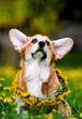 corgi puppy looking up with dandelions