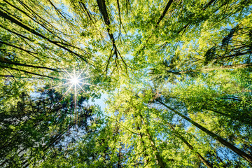 Wall Mural - a view up into the trees direction sky - sustainability picture - stock photo - sunstar