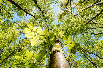 Wall Mural - a view up into the trees direction sky - sustainability picture - stock photo - sunstar