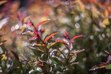 Fototapeta Góry - Close up of leaves of bush, shallow depth of field, and blur bokeh effect with vintage lens