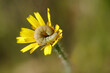 Caterpillar on a yellow daisy.