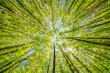 © AdobeTim82 - a view up into the trees direction sky - sustainability picture - stock photo - sunstar