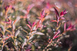 Close up of leaves of bush, shallow depth of field, and blur bokeh effect with vintage lens