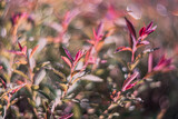Fototapeta Góry - Close up of leaves of bush, shallow depth of field, and blur bokeh effect with vintage lens