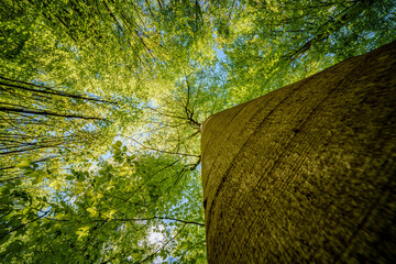 a view up into the trees direction sky - sustainability picture - stock photo - sunstar