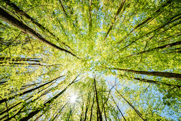 Wall Mural - a view up into the trees direction sky - sustainability picture - stock photo - sunstar