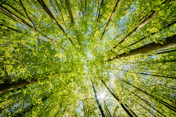 Wall Mural - a view up into the trees direction sky - sustainability picture - stock photo - sunstar