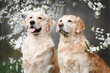 two golden retriever dogs posing under a blooming cherry plum tree together in spring