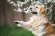 golden retriever dog gives paw outdoors under a blooming cheryr plum tree