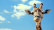Animated cartoon character with giraffe wearing sunglasses on sky background , animals  illustration, good for cards and prints.