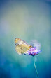 Colorful summer flowers closeup. Peaceful bright butterfly floral pattern. Purple blossoms, soft blue green blurred lush meadow. Artistic scenic. Beautiful natural background. Inspire beauty in nature
