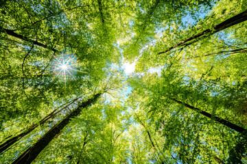 Wall Mural - a view up into the trees direction sky - sustainability picture - stock photo - sunstar
