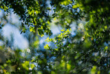 Fototapeta Góry - Close up of green leaves of boxwood, shallow depth of field, and blur bokeh effect with vintage lens