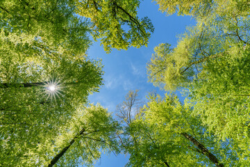 Wall Mural - a view up into the trees direction sky - sustainability picture - stock photo - sunstar