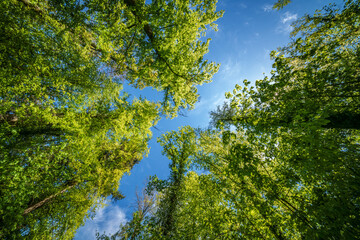 Wall Mural - a view up into the trees direction sky - sustainability picture - stock photo - sunstar