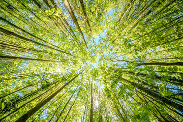 Wall Mural - a view up into the trees direction sky - sustainability picture - stock photo - sunstar