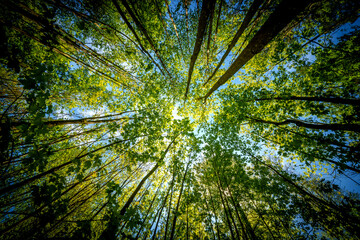 Wall Mural - a view up into the trees direction sky - sustainability picture - stock photo - sunstar