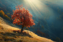 Magnificent Beech Tree Standing Alone In An Alpine Valley, Shaded By Sun Beams On A Hillside. Vibrant, Dramatic Morning Scene. Autumn Foliage, Red And Yellow