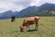 Kühe auf der Weide in den Bergeb von Escazú Berglandschaft bei San José in Costa Rica