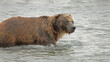 Bear with head under water