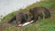 Bear cubs eating salmon