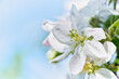 Apple tree blossom close-up. White apple flower on natural light blue background.	