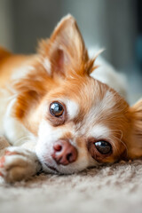 Sticker - A small brown and white dog is laying on a carpet. The dog has brown eyes and a pink nose