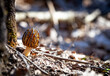 Morchella mushroom also known as Morel a species of edible wild mushroom, delicacy mushroom can be found in forests in spring. Closeup, free space for text