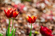 Beautiful bright colorful multicolored yellow red blooming tulips on a large flowerbed in the city garden or flower farm field in springtime. Spring easter flower background.