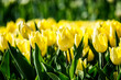 Beautiful bright colorful yellow blooming tulips on a large flowerbed in the city garden or flower farm field in springtime. Spring easter flower background.