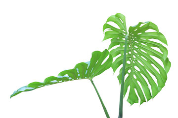 Wall Mural - Tropical Green Leaves of Monstera Plant Isolated on White Background with Clipping Path