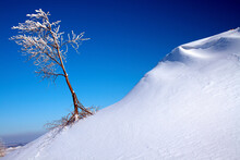 Lonely Snow-covered Tree On A Mountainside On White Snow. Blue Sky.