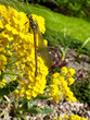 Frühe Adonislibelle, Frühe Adonisjungfer (Pyrrhosoma nymphula) auf den gelben Blüten des Felsensteinkrauts im April, Insekt, Natur, Garten, Lebensraum, Umwelt
